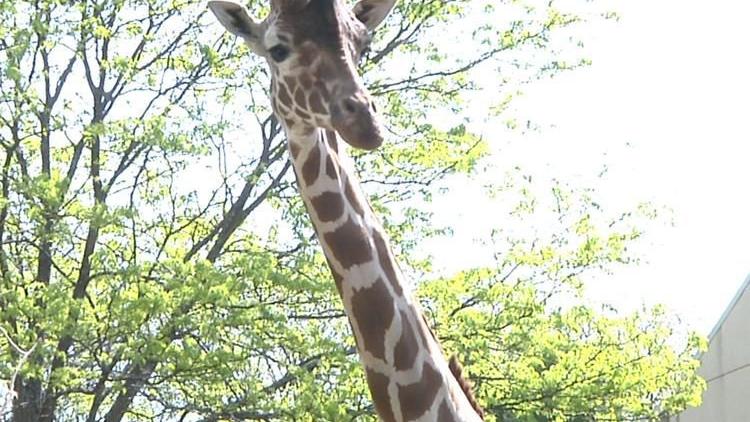 Blue Sky Science: What characteristics differentiate mammals?